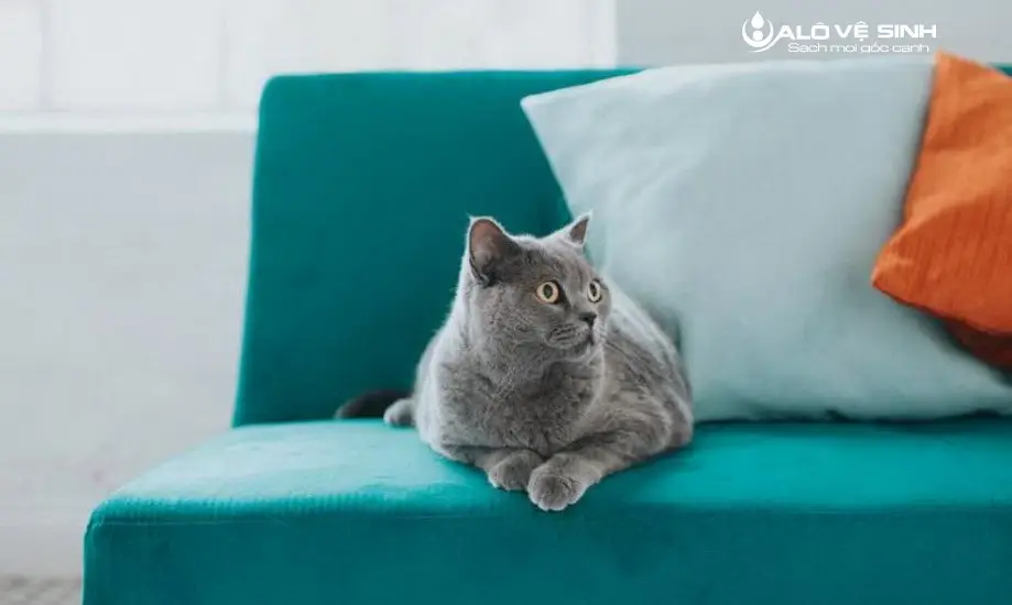 Lưu ý khi thực hiện cách làm sạch nước tiểu mèo trên ghế sofa