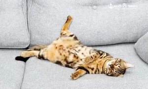 Lý do mèo hay cào trên ghế sofa da là bề mặt sofa da mềm và mùi hương thu hút sự chú ý của mèo