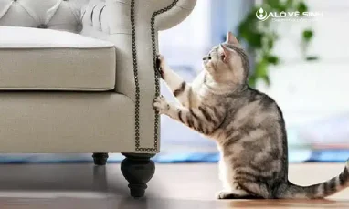 Ghế sofa da bị mèo cào gây những vết xước mất thẩm mỹ