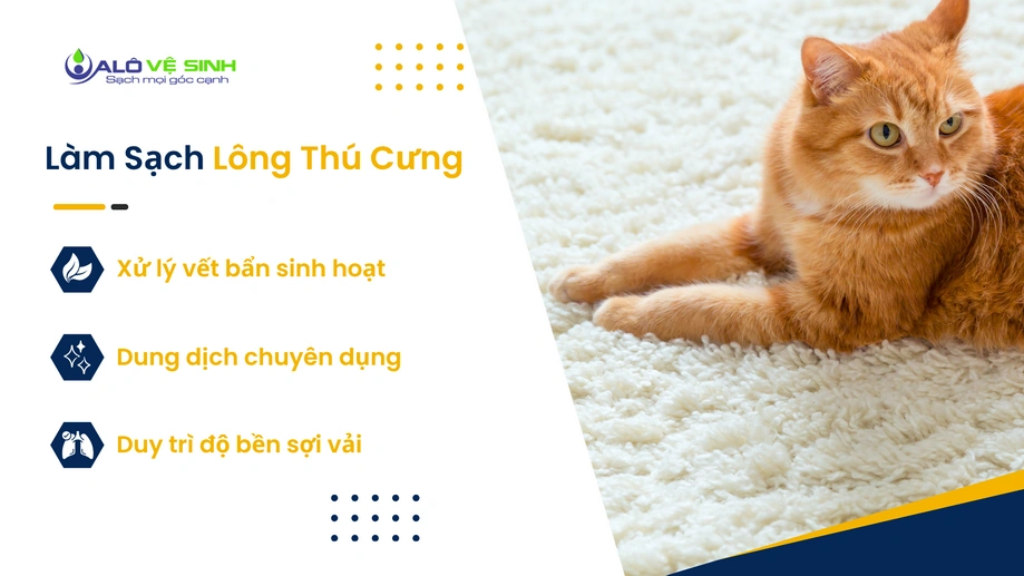 Giặt thảm tại nhà Củ Chi xử lý vết bẩn ố vàng sinh hoạt chuyên sâu