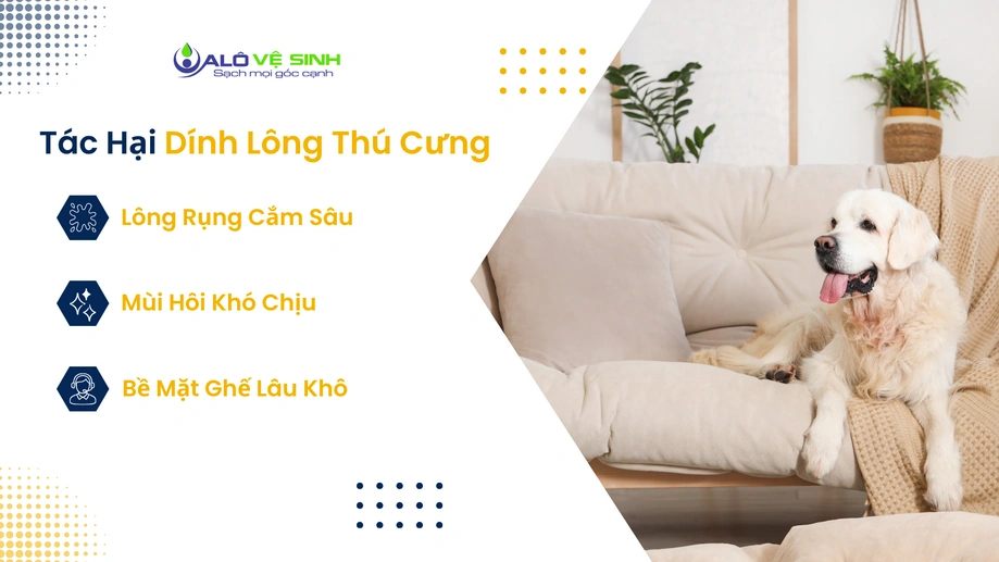 Lông thú cưng bám sâu cần vệ sinh ghế sofa Gò Vấp