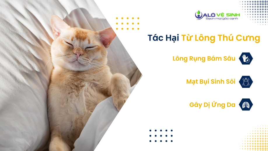 Tác hại từ lông thú cưng nếu không giặt nệm Quận 7 định kỳ